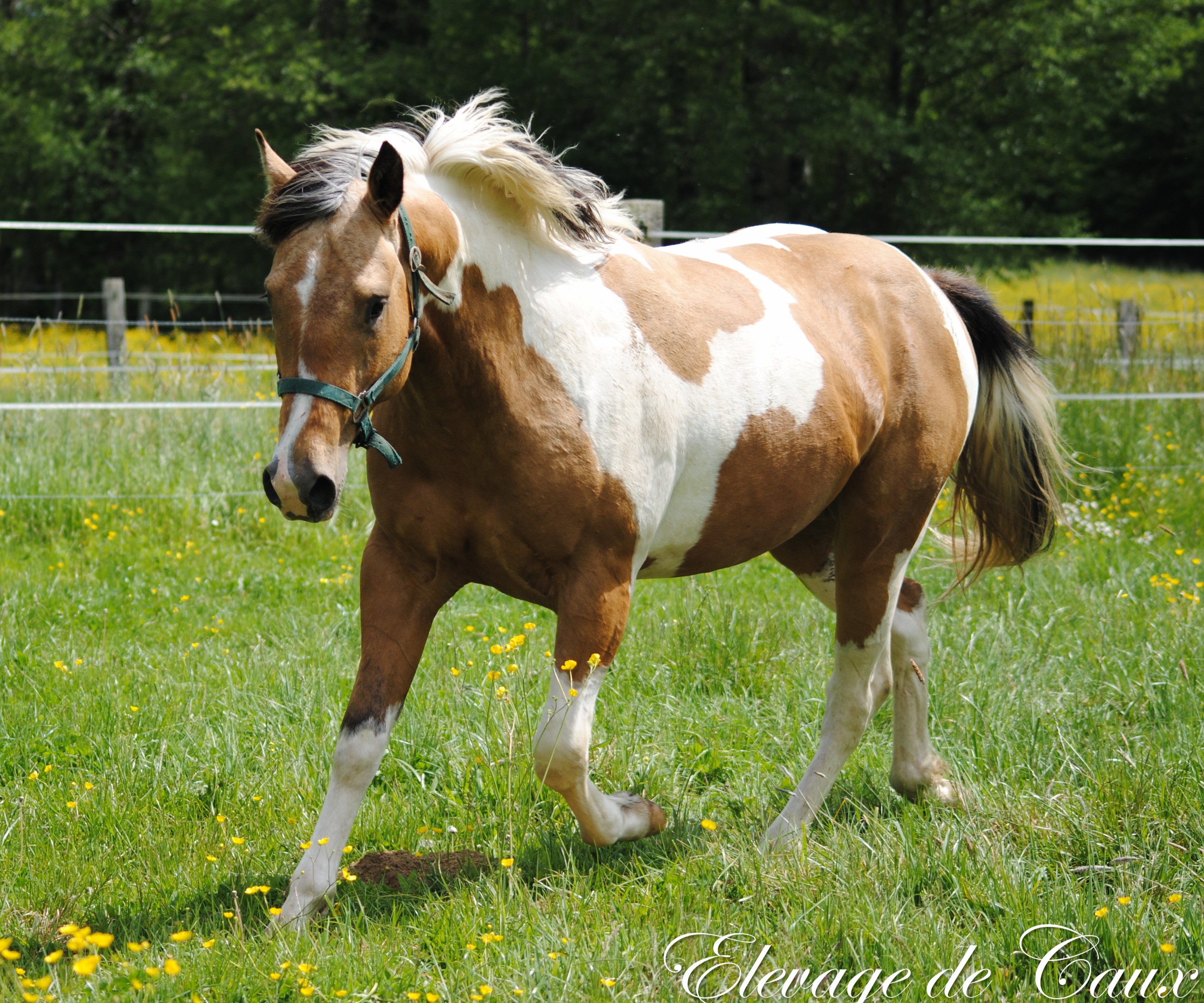 Poneys Shetland Paint Horse Bovins Galloway Spitz allemand